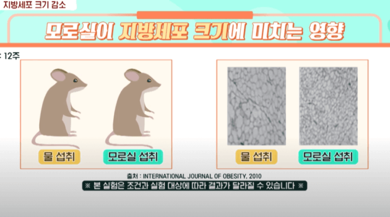 모로실 쥐실험