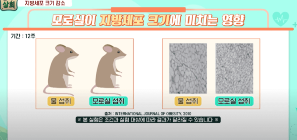모로실 쥐실험