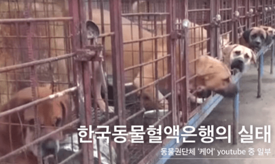 공혈견 no, 자유로운 헌혈의 인식이 필요