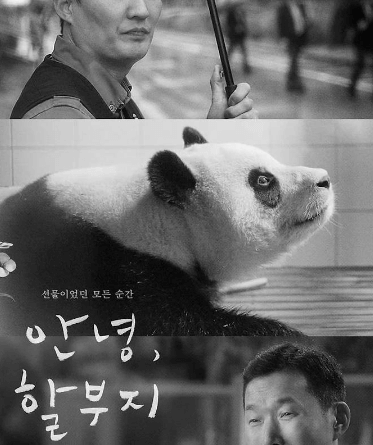 [안녕 할부지 관람평] 푸바오와 함께한 1354일의 감동 여정